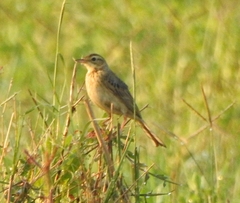 Anthus richardi