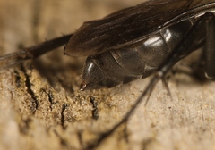 Agenioideus sericeus