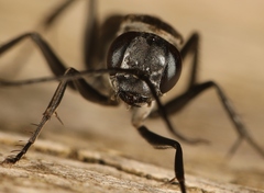 Agenioideus sericeus