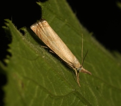 Chrysoteuchia culmella