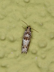 Pseudexentera knudsoni