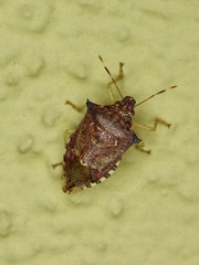 Podisus sagitta