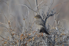 Carpodacus rubicilla
