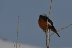Phoenicurus erythrogastrus