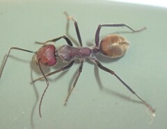 Camponotus suffusus