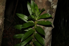 Freycinetia scandens