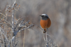 Phoenicurus erythrogastrus