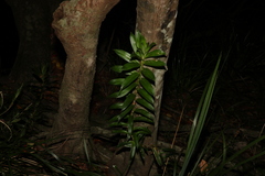 Freycinetia scandens