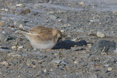 Montifringilla davidiana