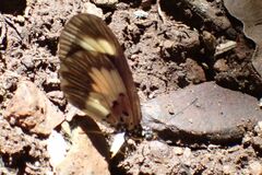 Acraea cabira