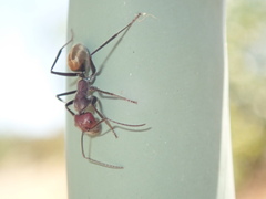 Camponotus suffusus