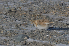 Montifringilla davidiana