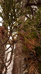 Athrotaxis cupressoides