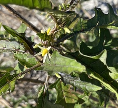 Solanum tampicense