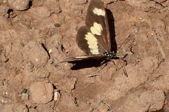 Acraea cabira