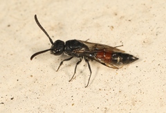 Sapyga quinquepunctata