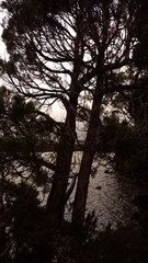 Athrotaxis cupressoides