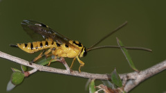 Xanthopimpla rhopaloceros