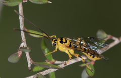 Xanthopimpla rhopaloceros