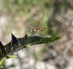 Toxomerus floralis
