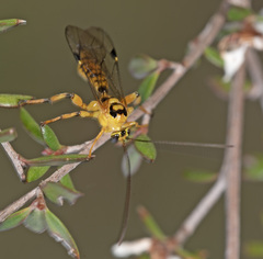 Xanthopimpla rhopaloceros