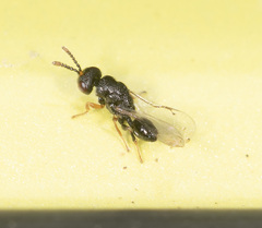 Eurytominae