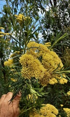 Cassinia aureonitens