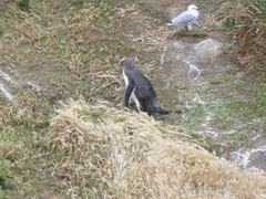 Megadyptes antipodes