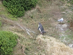 Megadyptes antipodes