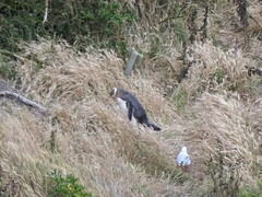 Megadyptes antipodes