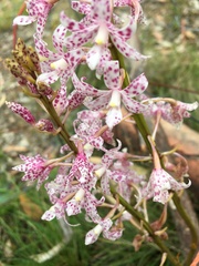 Dipodium pardalinum