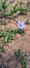Ruellia pilosa