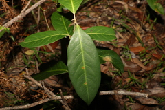 Rhodomyrtus psidioides