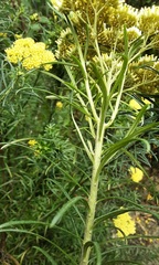 Cassinia aureonitens