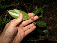 Rhodomyrtus psidioides