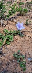 Ruellia pilosa