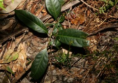 Rhodomyrtus psidioides