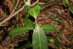 Rhodomyrtus psidioides