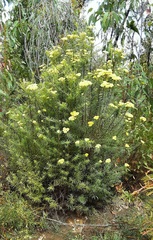 Cassinia aureonitens