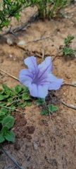 Ruellia pilosa