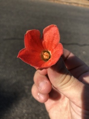 Brachychiton paradoxus