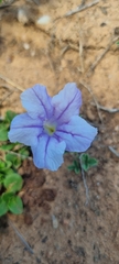 Ruellia pilosa