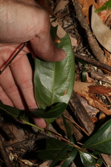 Rhodomyrtus psidioides