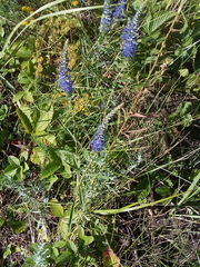 Veronica spuria