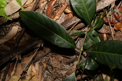 Rhodomyrtus psidioides