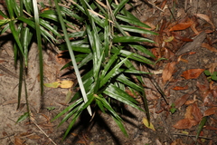 Freycinetia excelsa