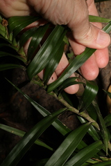 Freycinetia excelsa