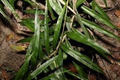 Freycinetia excelsa