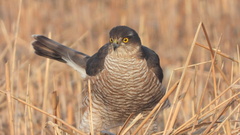 Accipiter nisus