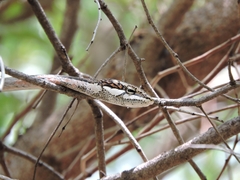 Thelotornis capensis